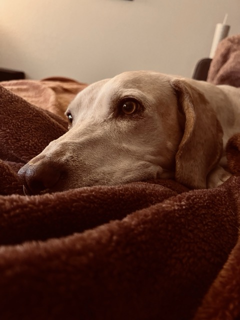 Eddie Luxury